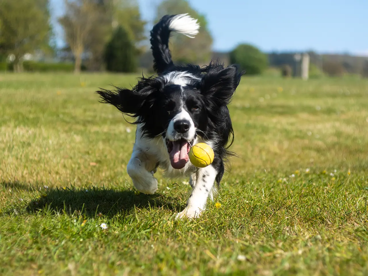 Black and white border collie puppy playing with green ball on grass field during daytime